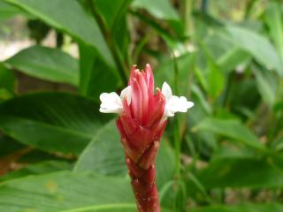 Alpinia en fleur à ti soleil