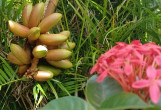Bananes délice de Guadeloupe 