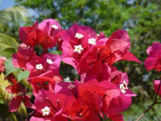 Bougainvillier Guadeloupe