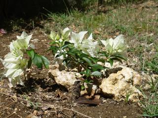 t Bougainvillier Guadeloupe