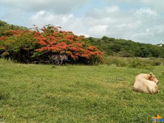 Flamboyant Guadeloupe