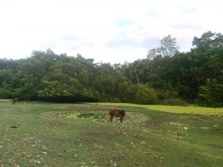 Vache Guadeloupe