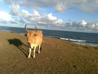 Vache en Guadeloupe